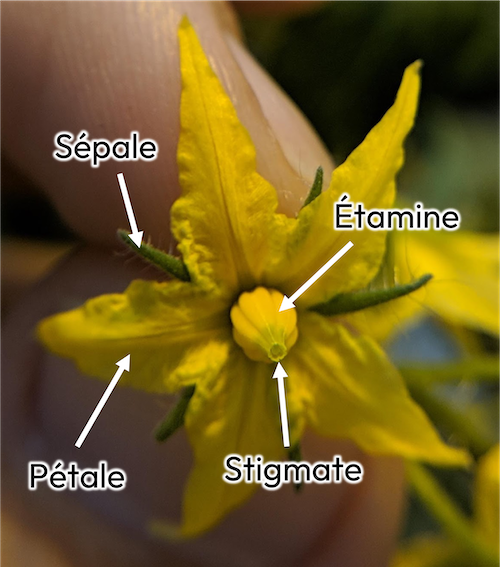 Guide Pollinisation Tomate 01 Flèche.png