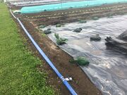 Irrigation Tuyau plat bleu Parcelle Funambules GJutras
