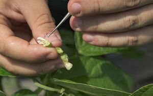 Pollinisation Manuelle Fleur Haricot Senneville.jpg