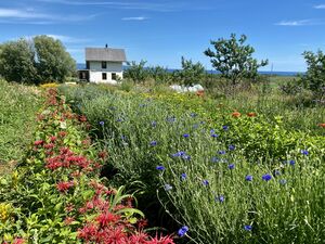 Fleurs Maison Gaspésie.jpeg