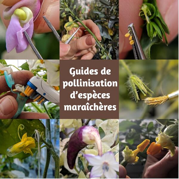 Fichier:Couverture Guide pollinisation.jpg