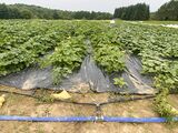 Irrigation Goutte-à-goutte Sous toile tissée Agricola GJutras 2021 01