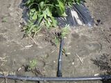 Irrigation Goutte-à-goutte Sous paillis plastique Coop Tourne-sol GJutras