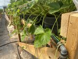 Irrigation Spaghetti Fraises Jardin du Village GJutras 2021 04