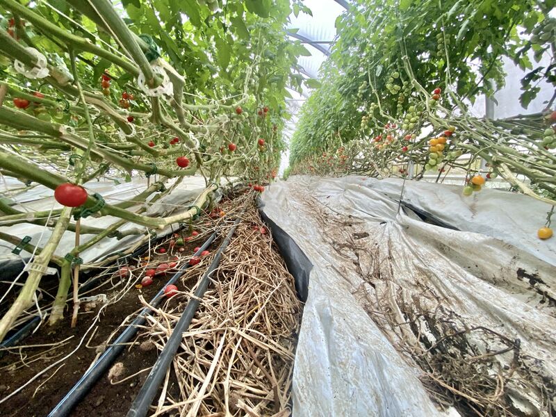Fichier:Irrigation Goutte-à-goutte Serres Tomates Croque-Saisons GJutras 2021.jpg