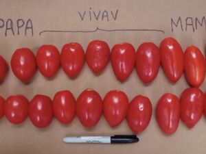 Tomate Stabilisation Hybride Val-aux-Vents Format 4-3.jpg