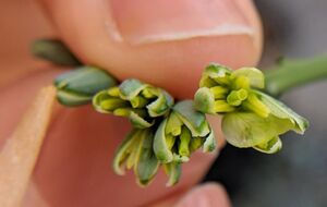 Guide Pollinisation Brassicacées 13.jpg