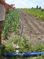 Irrigation Ligne aspersion Branchement sur ligne Coop Tourne-Sol GJutras