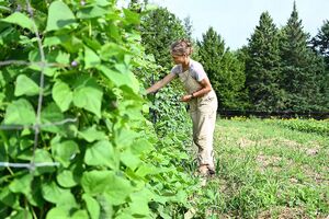 Catherine Wallenburg Récolte haricots grimpants.jpg