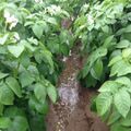 Irrigation Pomme de terre Effet parapluie Entre rang