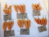 Sélection piment Carrot Bomb Tourne-Sol
