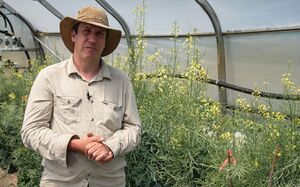 Dan Brisebois Sélection Brassicacées.jpg