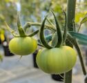 Guide Pollinisation Tomate 14