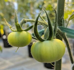 Guide Pollinisation Tomate 14.jpg