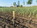 Irrigation Calibration aspersion Pluviomètre Ail Pied à terre GJutras 2020